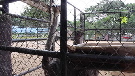 captive-ostrich-at-the-zoo-pecking-at-the-fence