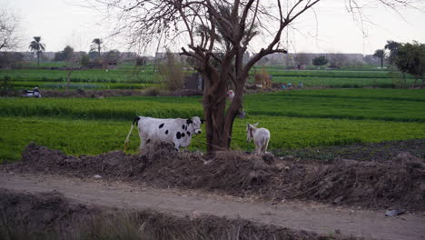 Cow-and-donkey-in-Egyptian-farm
