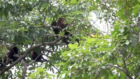 Family-of-howler-monkeys-or-alouatta-palliata-in-the-Costa-Rican-jungle