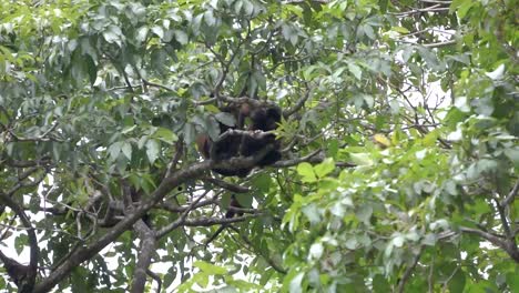 Alouatta-palliata-or-Howler-monkeys-in-the-Costa-Rican-jungle