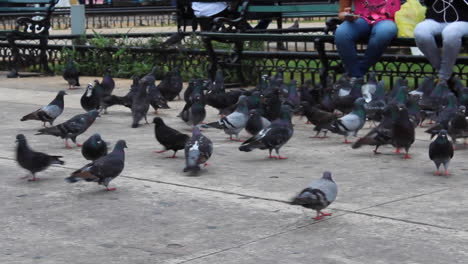 black-pigeons-in-park-in-mexico-yucatan-merida