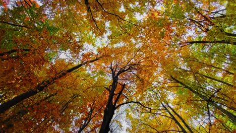 Schöne-Herbstblätter-An-Den-Bäumen-Im-Wald-Von-Sofia-Niemand