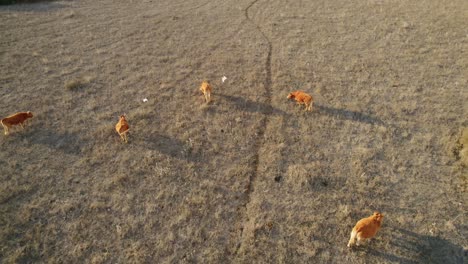 Rising-drone-shot-of-cows-scavenging-for-flood-amidst-a-drought