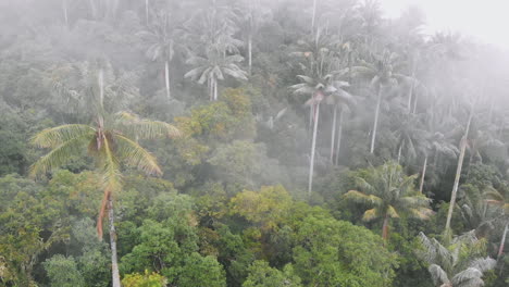 Aerial-view-of-beautiful-wax-palm-in-the-middle-of-forest