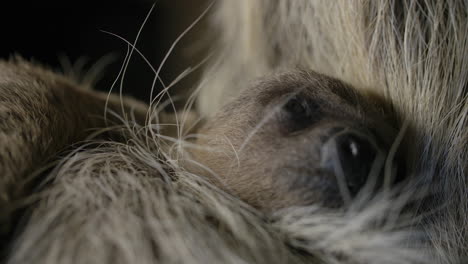 cute-newborn-baby-sloth-close-up