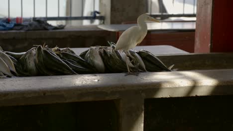 Mahe-Seychelles-cattle-egret-bird-at-the-market-town-market,-eating-flies-around-the-mackerel-fish