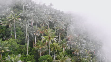 Aerial-view-of-wax-palms