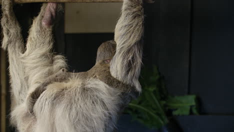 Baby-sloth-newborn-hanging-on-mother-in-zoo