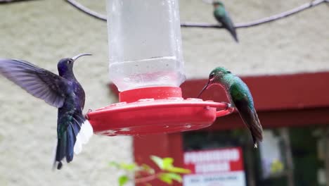 Kolibris-An-Einer-Wasserstelle-In-Monte-Verde-In-Costa-Rica