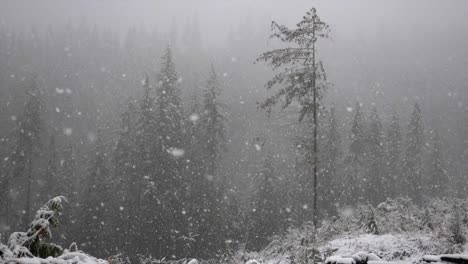 Nieve-Cayendo-A-Cámara-Lenta-Sobre-árboles-De-Coníferas-En-Un-Bosque-Con-Un-Ambiente-Sombrío