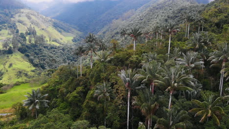 Aerial-view-of-wax-palms-forest-of-Colombian-town
