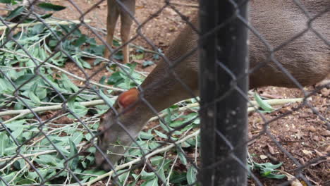 brown-deer-at-the-zoo-eating