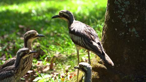 A-flock-of-shy-ground-dwelling-birds-spotted-standing-on-the-open-grass-plain,-bush-stone-curlew,-burhinus-grallarius-endemic-to-Australia,-cinematic-close-up-shot-in-daylight