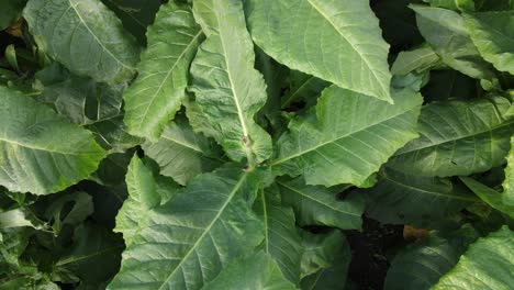 Close-up-of-tobacco-leaves-ready-for-harvest