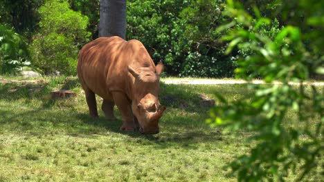 Southern-white-rhinoceros,-ceratotherium-simum-simum-spotted-on-the-grassland,-covered-in-mud-to-getting-parasite-off-and-protecting-the-skin-from-sunburns