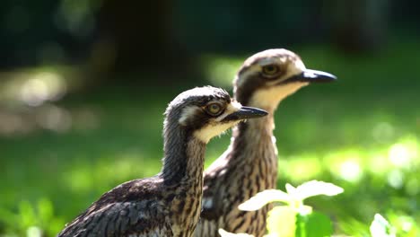 Cinematic-close-up-shot-capturing-head-to-tail-details-and-swallowing-neck-motions-of-wild-bush-stone-curlew,-burhinus-grallarius,-perched-on-open-green-grass-plain-with-beautiful-sunlight