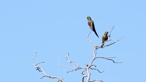 A-pair-of-Burrowing-Parakeets-perching-on-a-tree-during-daylight