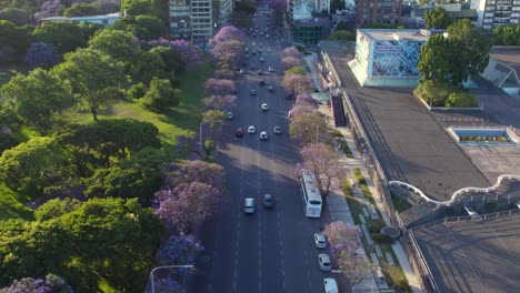 Traffic-On-The-Avenue-Lined-With-Jacaranda-Trees-On-A-Sunny-Day-In-Buenos-Aires,-Argentina