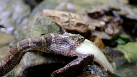 Northern-water-snake-eating-a-large-fish-in-a-rocky-stream