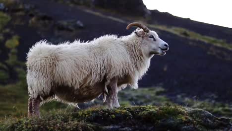 Weiße-Isländische-Schafe,-Die-Mit-Einem-Berg-Im-Hintergrund-In-Island-Grasen,-Während-Der-Wind-Auf-Seine-Wolle-Weht
