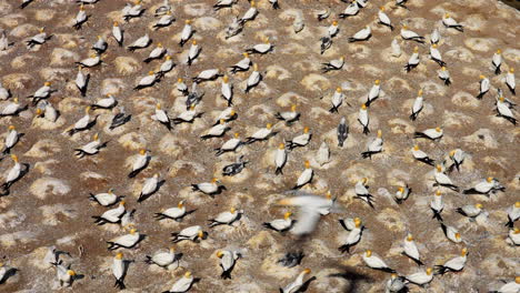 Riesige-Kolonie-Von-Ganet-vögeln,-Die-Auf-Felsen-Nisten,-Muriwai,-Neuseeland