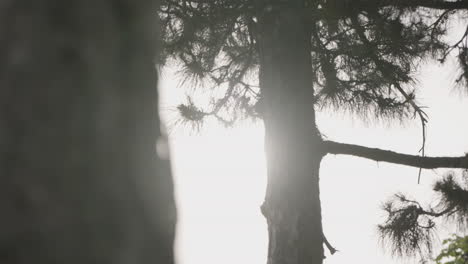 Hazy-sunlight-fighting-through-clouds-and-trees-in-slow-motion-reveal-shot