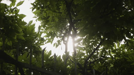 Sun-through-trees-in-soft-orbiting-slow-motion-shot