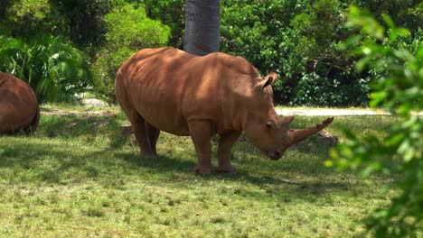 Gran-Animal-Terrestre,-Rinoceronte-Blanco-Del-Sur,-Ceratotherium-Simum-Simum-Cubierto-De-Barro,-Acostado-En-El-Pasto-Verde-Abierto-Al-Mediodía-En-Un-Día-Soleado-Y-Ardiente,-Tiro-De-Cerca