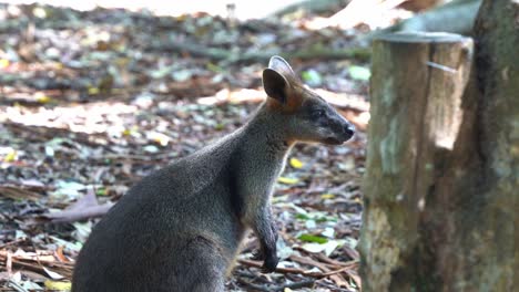 Cute-red-necked-wallaby,-Bennett's-wallaby
