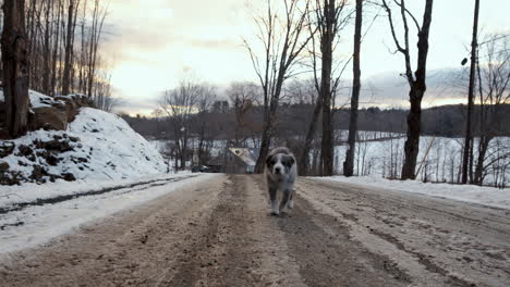 A-12-week-old-border-collie-puppy-chases-the-camera-up-a-snowy-dirt-road-in-Vermont