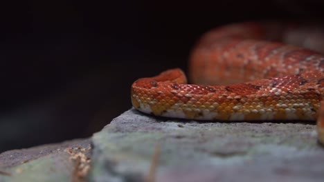 Close-up-shot-of-a-non-venomous-exotic-species-corn-snake,-pantherophis-guttatus-hiding-between-the-rocks,-flicking-tongue,-serpentine-locomotion,-crawling-and-slithering-around