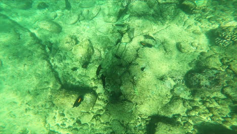 Unterwasserfische-Schwimmen-Um-Das-Riff-Herum