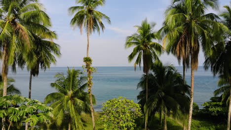 Aerial-view-of-palms-and-ocean-on-Gorgona-island