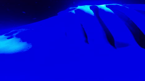 Giant-Manta-Rays-Swim-under-Blue-Light-in-Ocean-at-Night