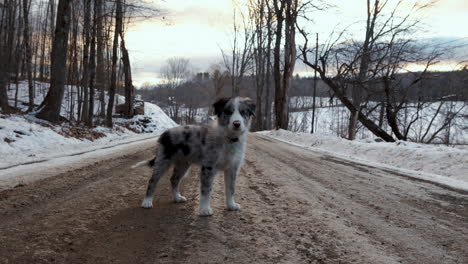 A-12-week-old-border-collie-puppy-chases-the-camera-up-a-snowy-dirt-road-in-Vermont