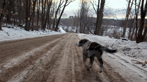 Un-Cachorro-Border-Collie-De-12-Semanas-Persigue-A-La-Cámara-Por-Un-Camino-De-Tierra-Nevado-En-Vermont