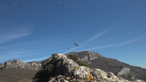 Slow-motion-footage-of-the-summit-of-Monte-Aixita-in-Navarra-surrounded-by-several-vultures-and-condors-flying-around-it