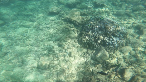 Underwater-Fish-Swim-Around-Reef-with-Snorkelers-Hand