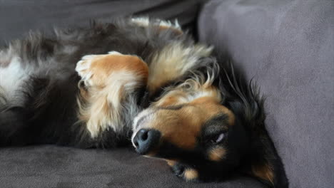 Long-haired-Dachshund-dog-lying-on-a-grey-sofa-on-it's-back-slowly-opens-it's-eyes