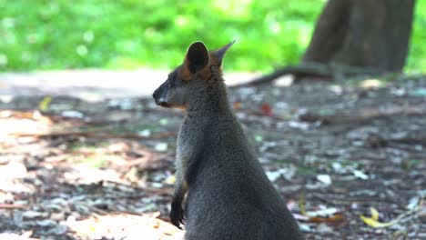 Close-up-shot-of-a-red-necked-wallaby-or-Bennett's-wallaby,-notamacropus-rufogriseus-with-tawny-grey-body-spotted-standing-still,-with-its-ears-moving-around,-hearing-the-surrounding-sounds