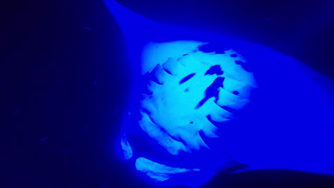 Riesige-Mantarochen-Schwimmen-Nachts-Unter-Blauem-Licht-Im-Ozean