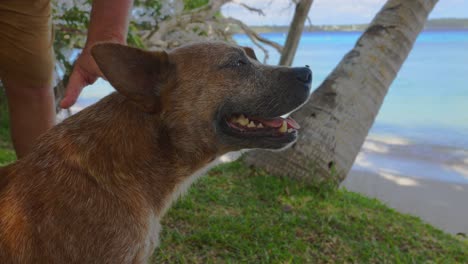 Ein-Hund-Wird-An-Einem-Hellen-Und-Sonnigen-Tag-Von-Seinem-Besitzer-An-Einem-Tropischen-Strand-Gestreichelt