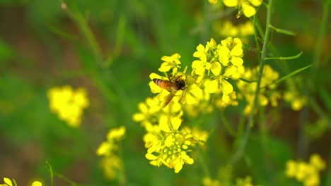 Bees-collecting-honey-from-mustard-flowers