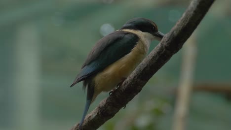 Australian-Kingfisher-Bird-Perching-On-A-Twig---close-up