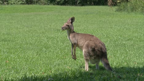 Solo-Australisches-östliches-Graues-Känguru,-Das-Gras-In-Natürlicher-Umgebung-In-Der-Sonne-Kaut