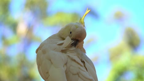 Wild-sulphur-crested-cockatoo,-cacatua-galerita-with-yellow-crest,-preening-and-grooming-its-beautiful-white-feathers-in-daylight-against-blurred-dreamy-bokeh-leafy-background,-close-up-shot