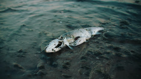 Waves-Washing-up-Dead-Fish-Carcass-onto-Beach-Shore