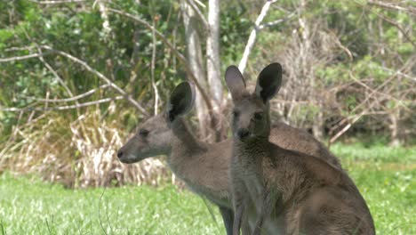 Two-Eastern-Grey-Kangaroos-Relaxing-In-Lush-Green-Field