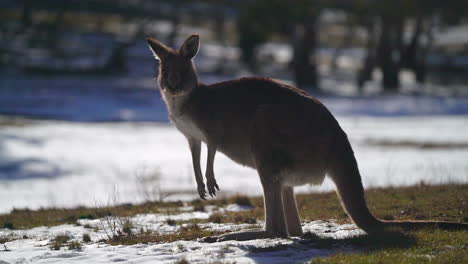 Australien-Schneebedecktes-Känguru-Blauer-Vogel-See-Jindy-Berge-Roos-Wunderschönes-Tier-Atemberaubend-Von-Taylor-Brant-Film