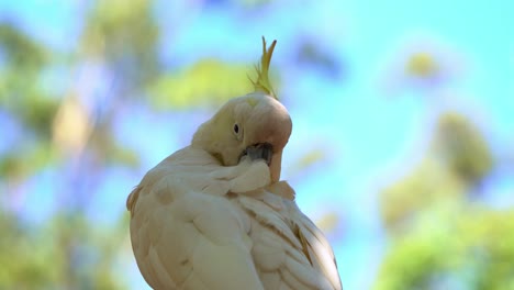 Extreme-close-up-shot-of-a-wild-exotic-sulphur-crested-cockatoo,-cacatua-galerita-with-yellow-crest,-preening-and-grooming-its-beautiful-white-feathers-in-daylight-against-blurred-bokeh-background